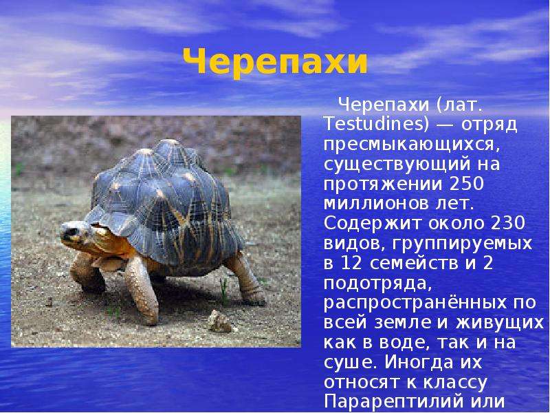 Черепахи Черепахи лат.