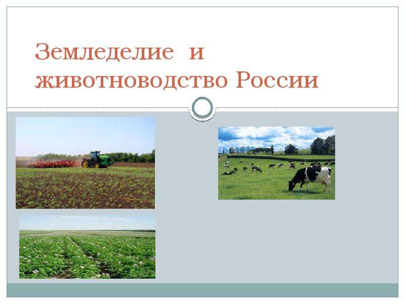 Презентация Земледелие и животноводство России