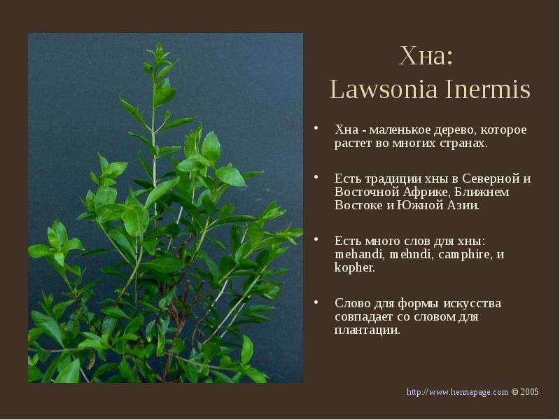 Хна Lawsonia Inermis Хна -