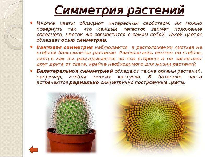 Симметрия растений Многие