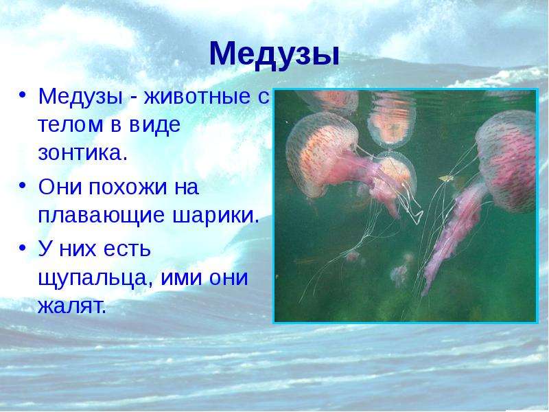 Медузы Медузы - животные с