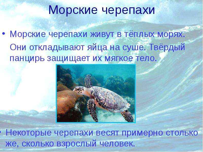 Морские черепахи Морские