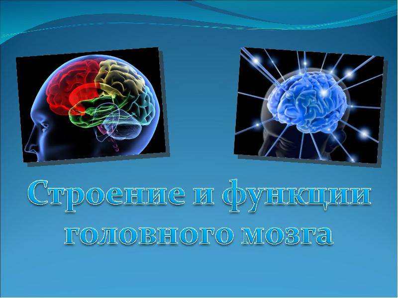 Презентация На тему "Строение и функции головного мозга" - скачать презентации по Биологии