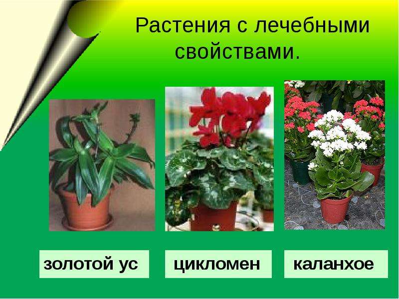 Растения с лечебными