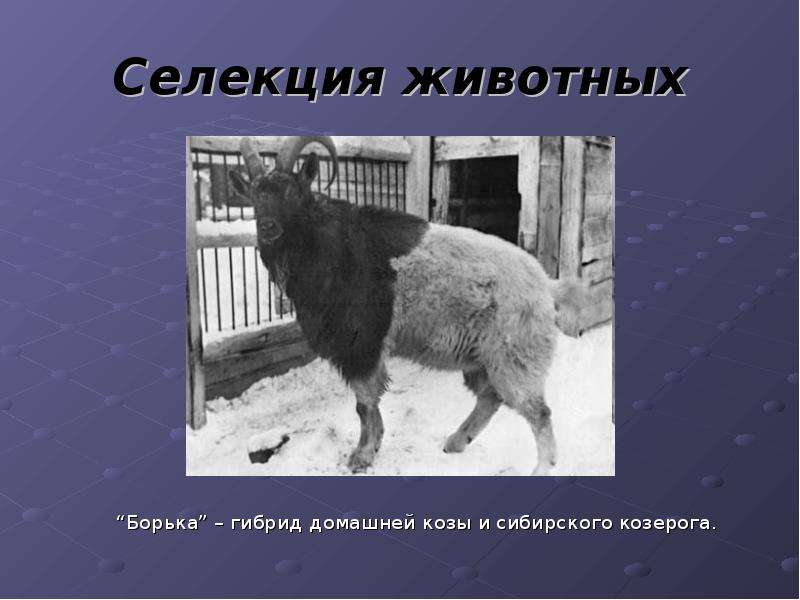 Презентация Селекция животных Борька – гибрид домашней козы и сибирского козерога.
