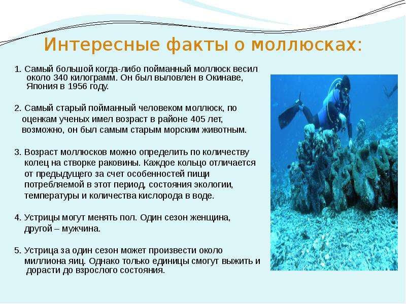 Интересные факты о моллюсках