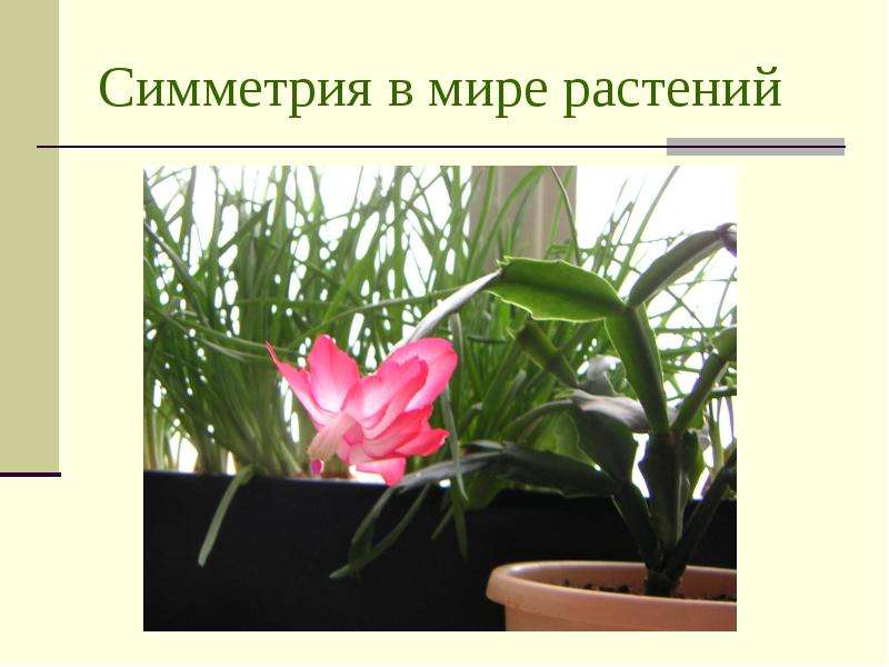 Симметрия в мире растений