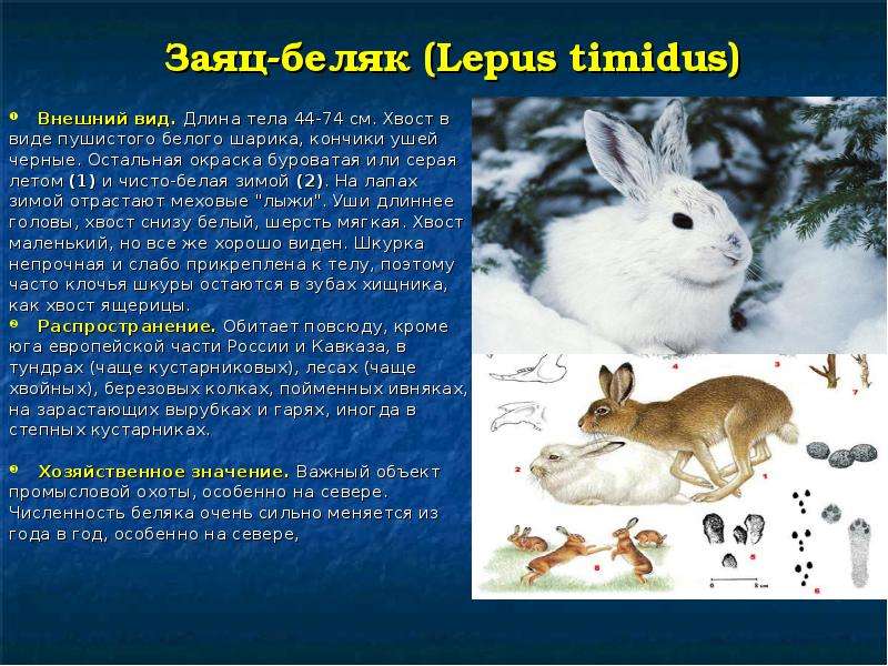 Заяц-беляк Lepus timidus