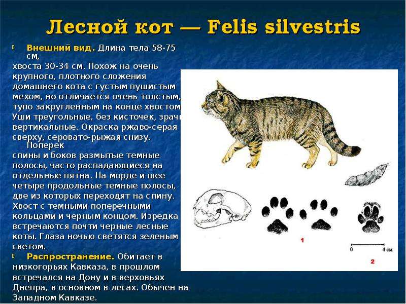 Лесной кот Felis silvestris