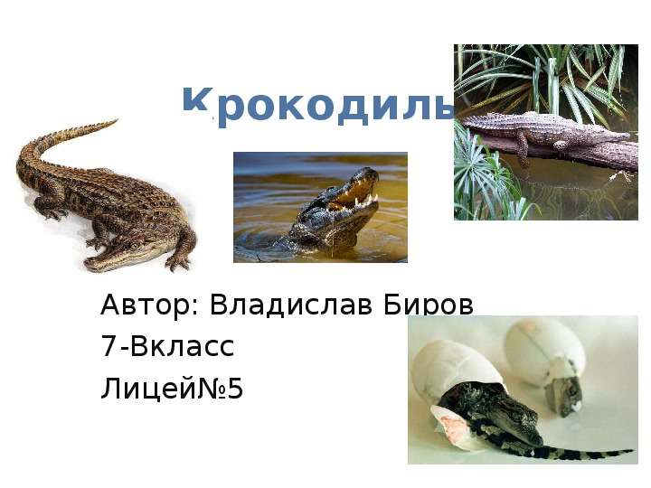 Презентация Крокодилы Автор: Владислав Биров 7-Вкласс Лицей5