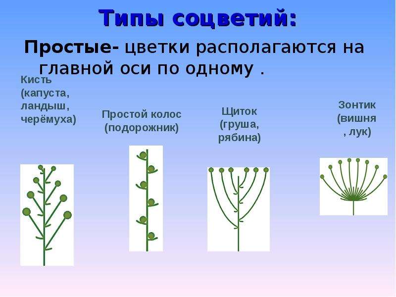 Типы соцветий Простые- цветки
