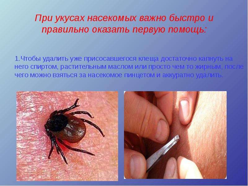 При укусах насекомых важно