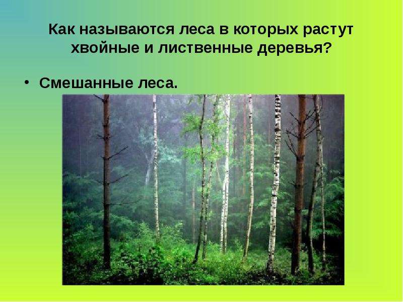 Как называются леса в которых