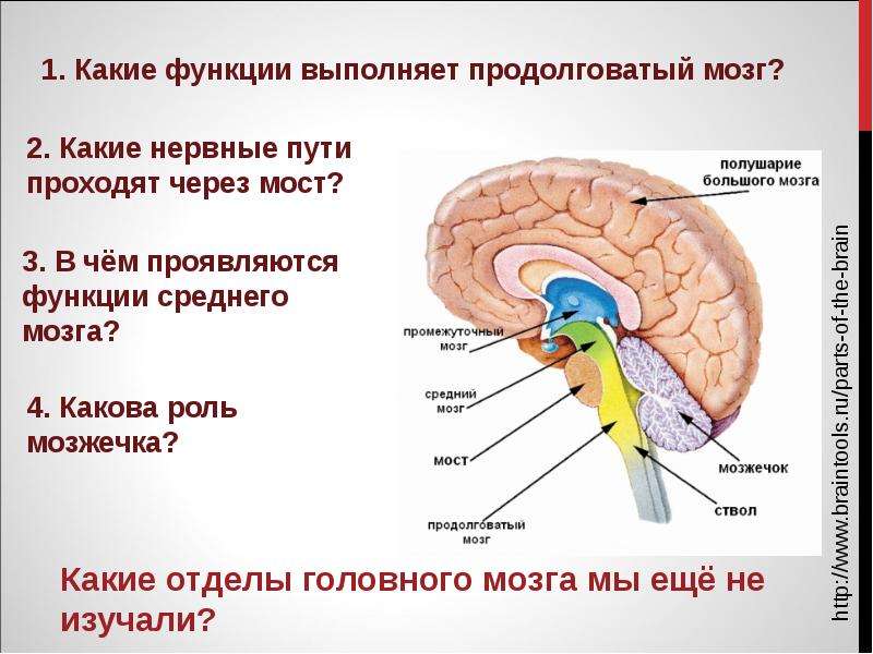 Презентация На тему "Функции переднего мозга" - скачать презентации по Биологии