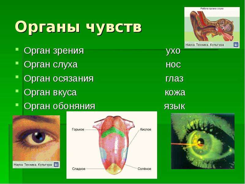 Органы чувств Орган зрения