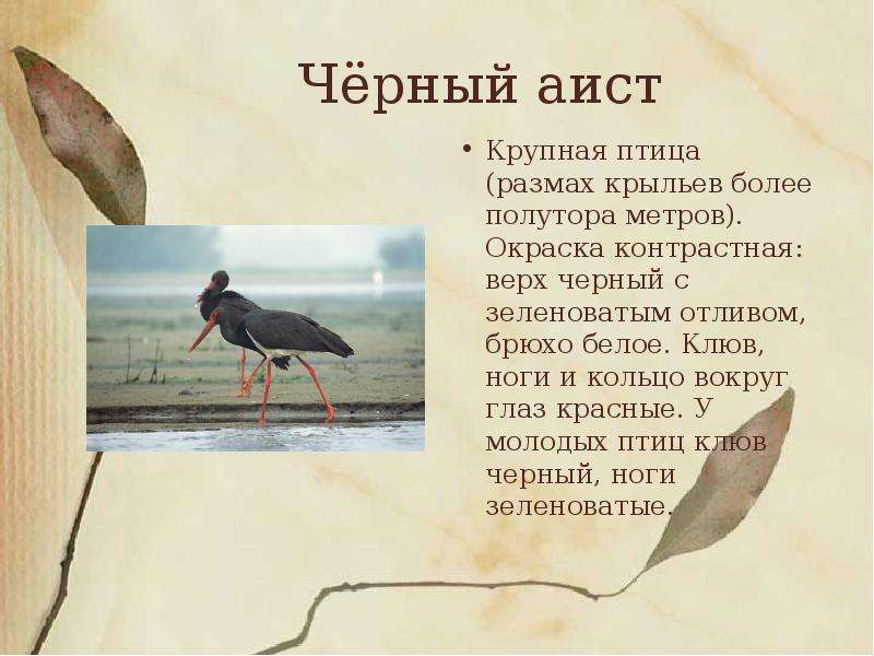 Чёрный аист Крупная птица
