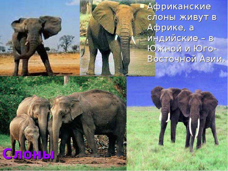 Слоны Африканские слоны живут