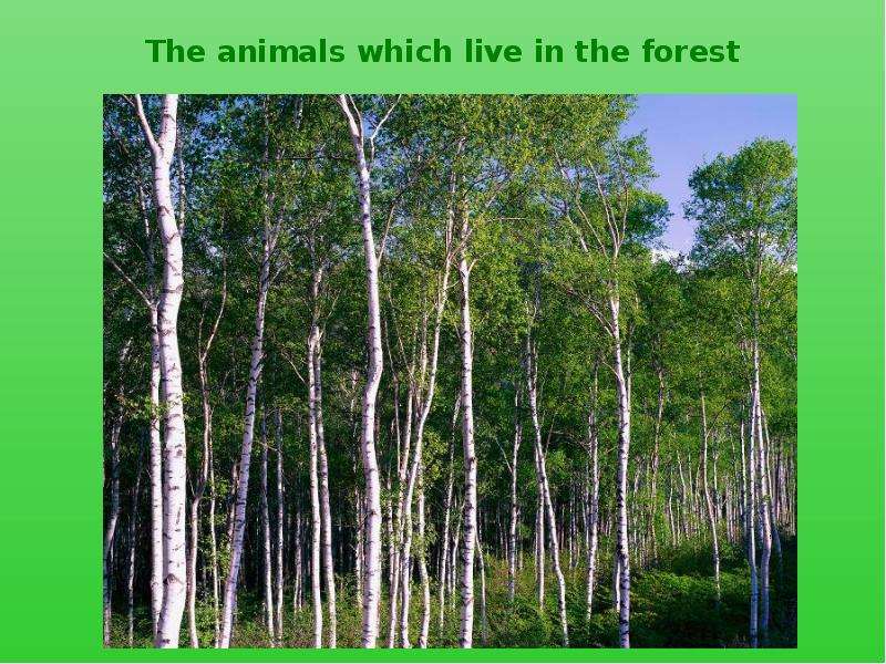 The animals which live in the