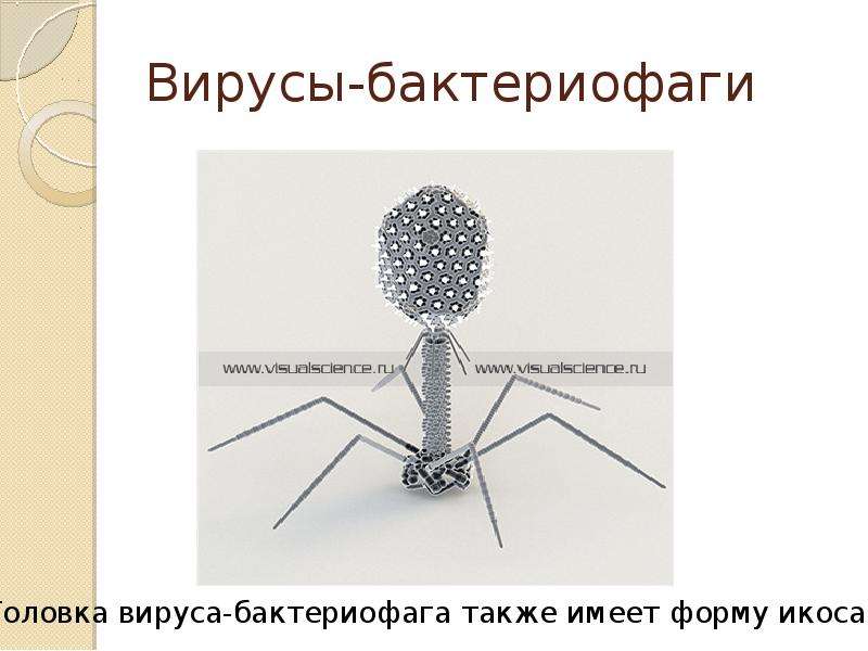 Вирусы-бактериофаги