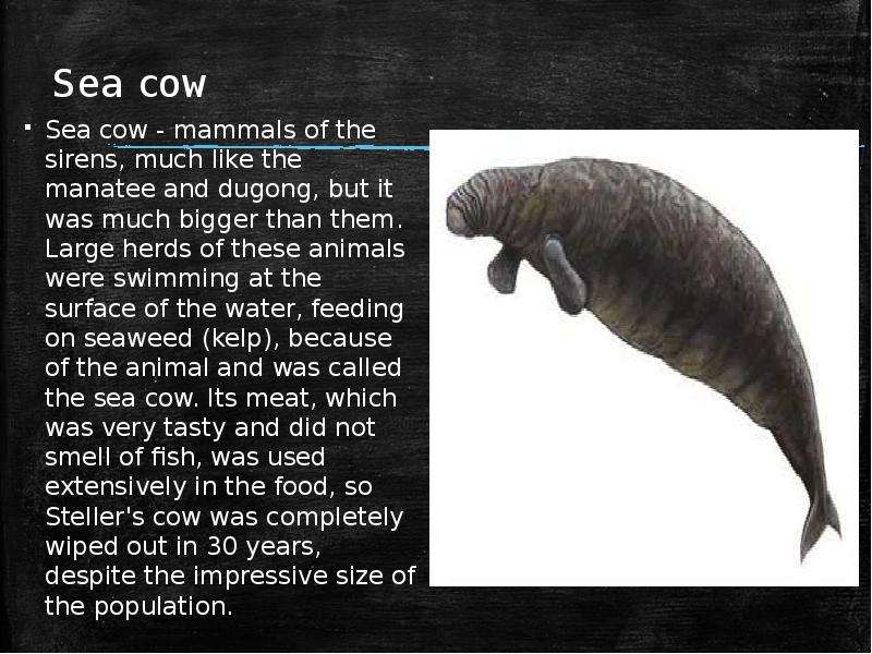Sea cow Sea cow - mammals of