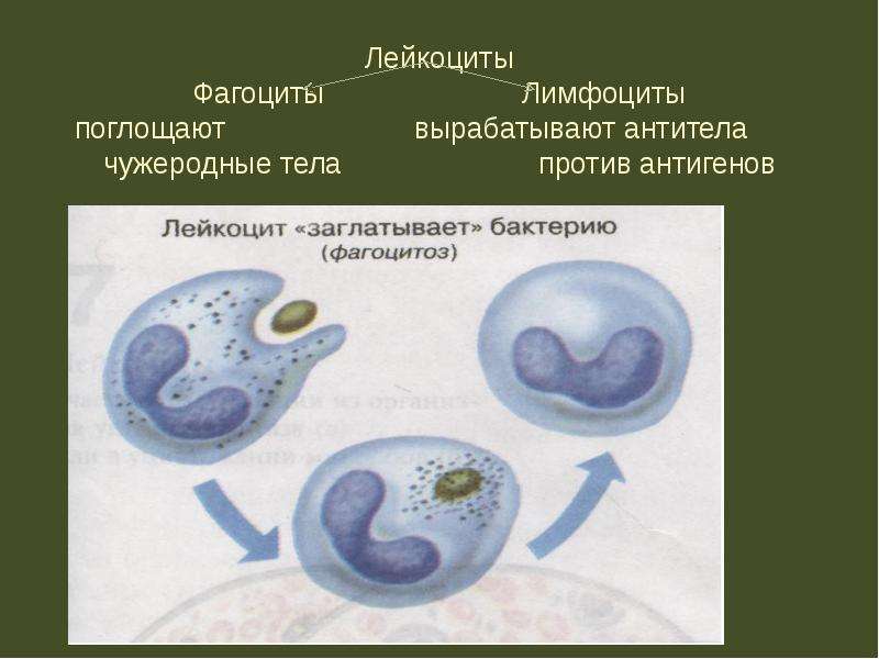 Лейкоциты Фагоциты Лимфоциты