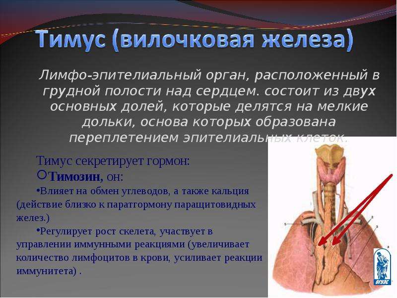 Лимфо-эпителиальный орган,