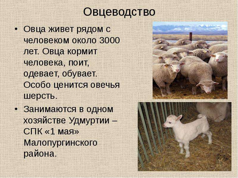 Овцеводство Овца живет рядом