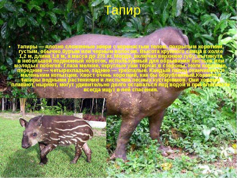 Тапиры плотно сложенные звери
