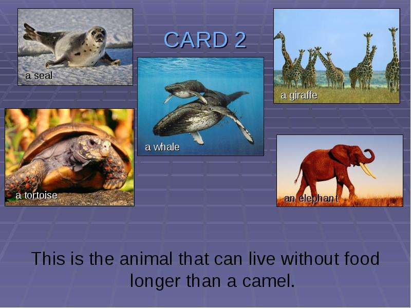 CARD This is the animal that