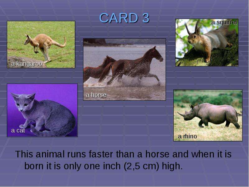 CARD This animal runs faster