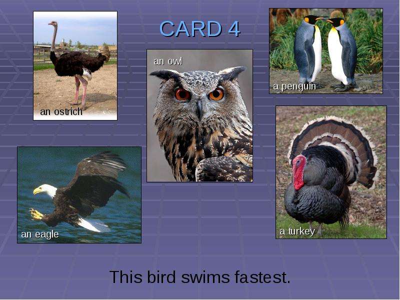 CARD This bird swims fastest.