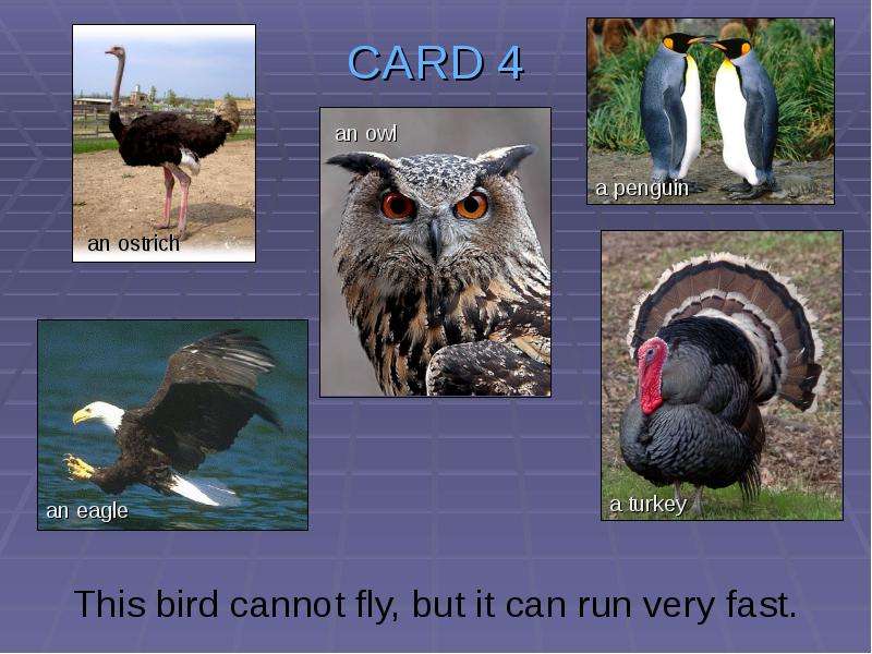 CARD This bird cannot fly,