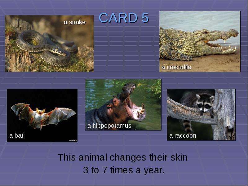 CARD This animal changes
