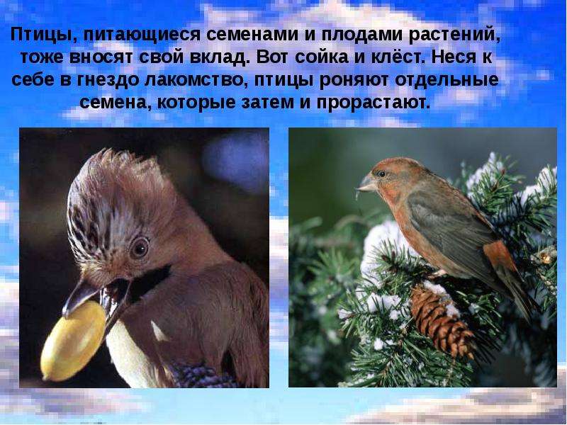 Птицы, питающиеся семенами и