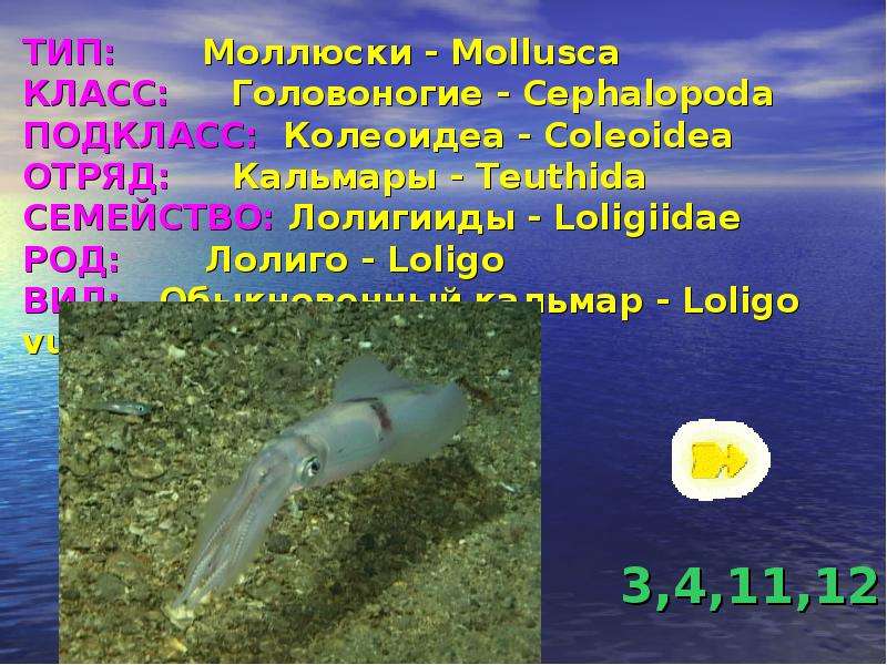 ТИП Моллюски - Mollusca КЛАСС