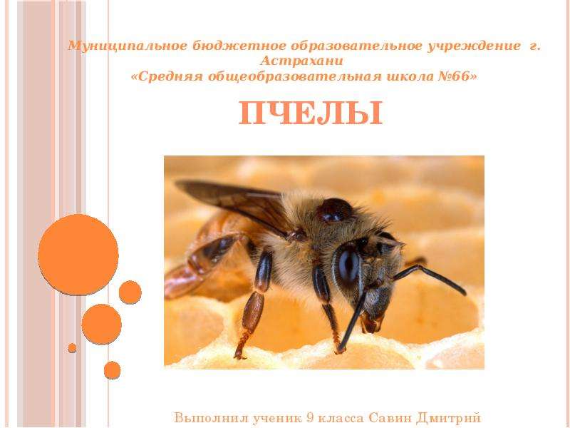 Презентация Пчелы Муниципальное бюджетное образовательное учреждение г. Астрахани «Средняя общеобразовательная школа 66»