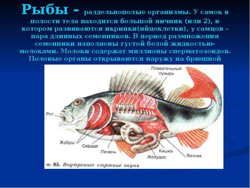 Рыбы - раздельнополые
