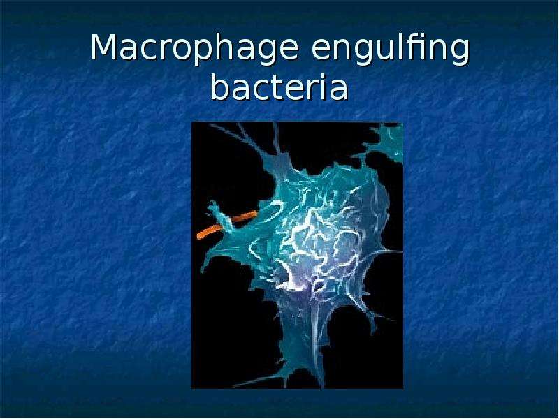 Macrophage engulfing bacteria