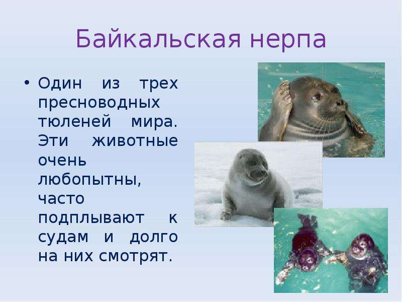 Байкальская нерпа Один из