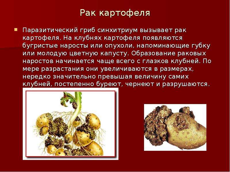 Рак картофеля Паразитический