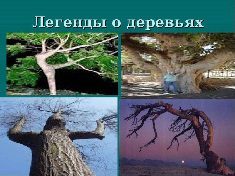 Легенды о деревьях