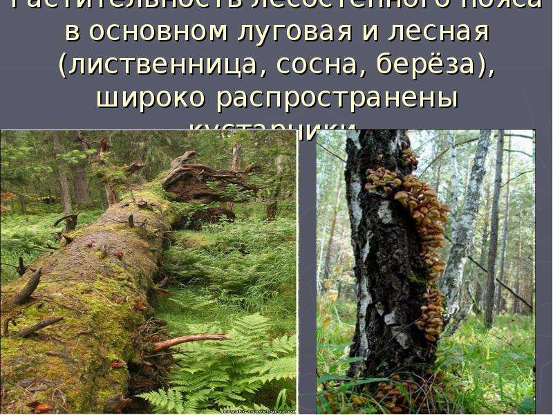 Растительность лесостепного