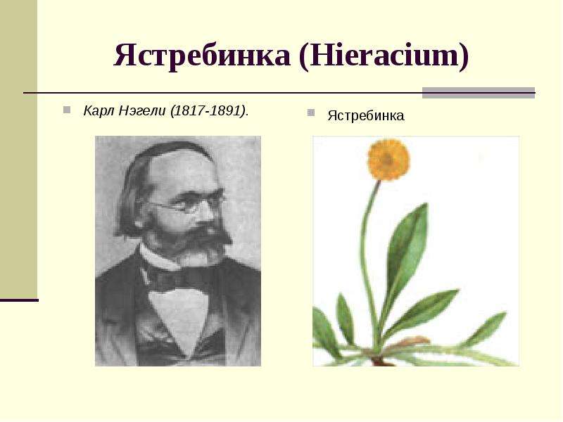 Ястребинка Hieracium Карл