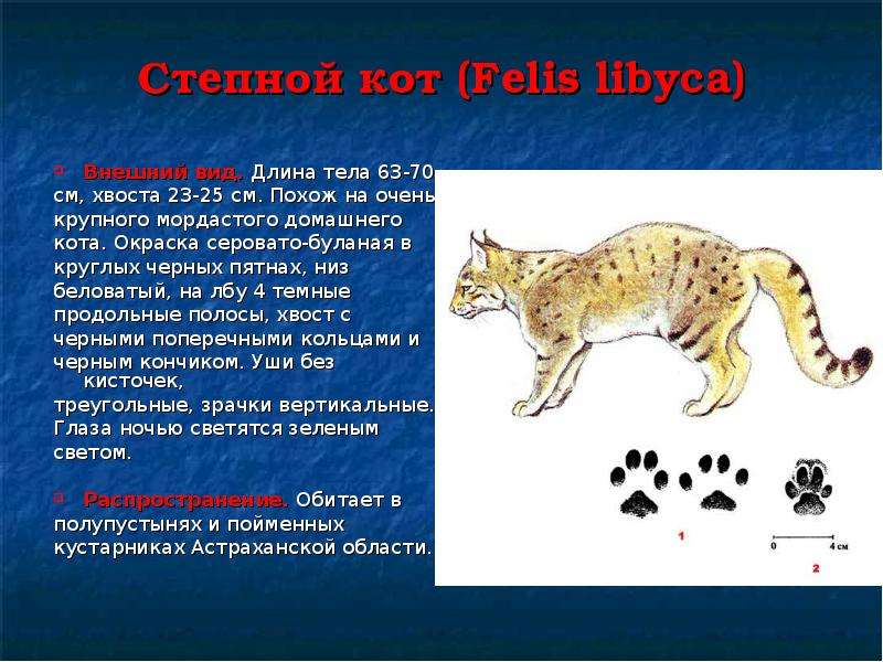 Степной кот Felis libyca