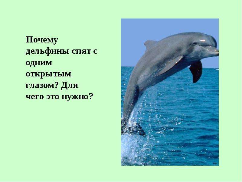 Почему дельфины спят с одним