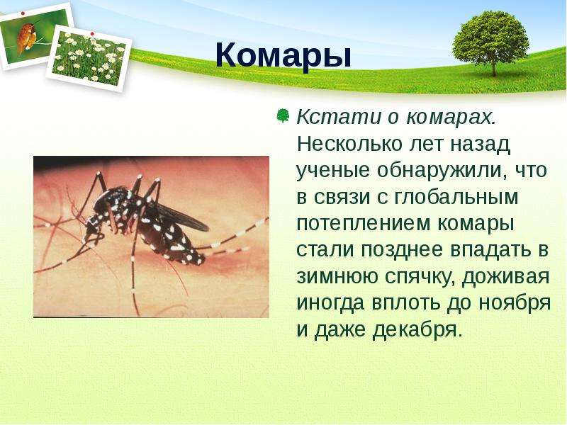 Комары Кстати о комарах.