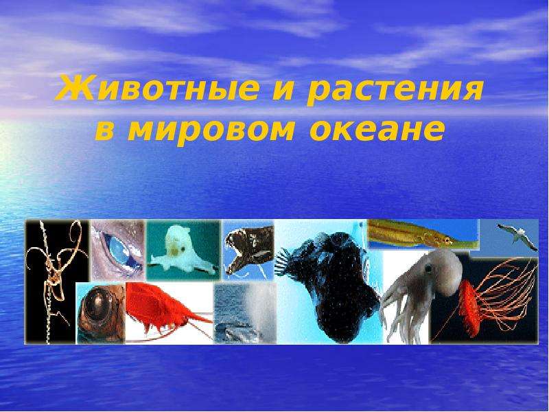 Презентация Животные и растения в мировом океане