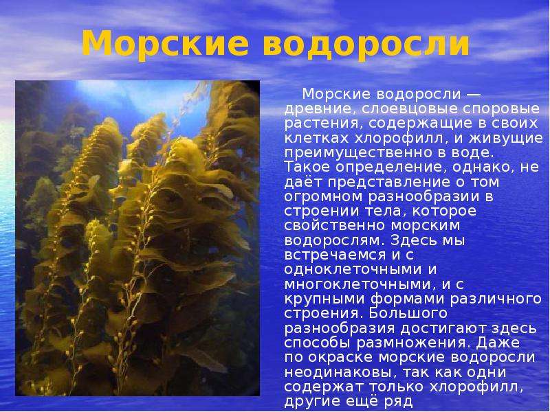 Морские водоросли Морские