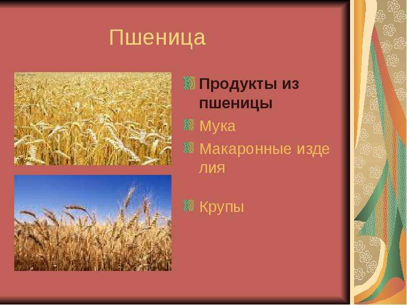 Пшеница Продукты из пшеницы