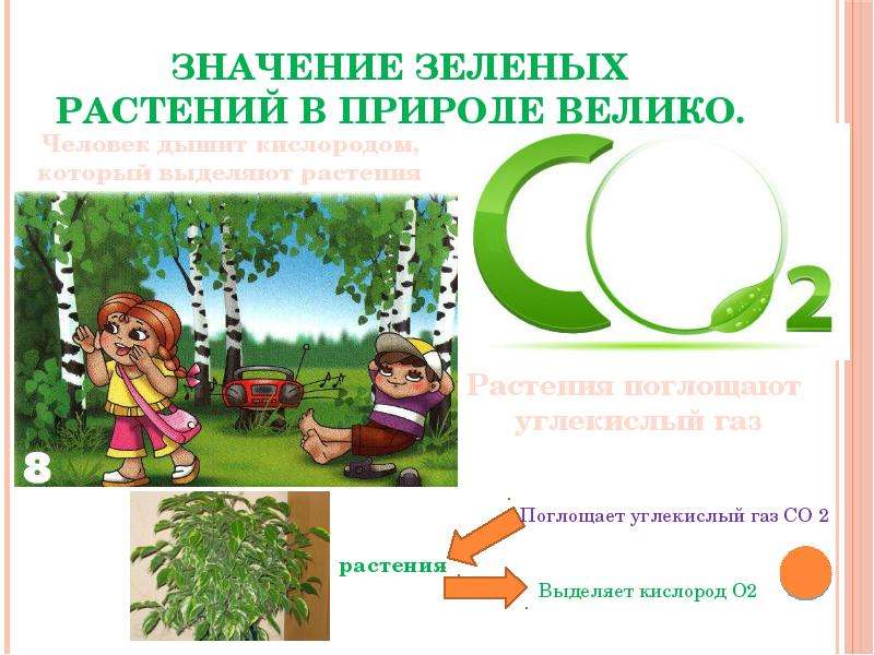 Значение зеленых растений в